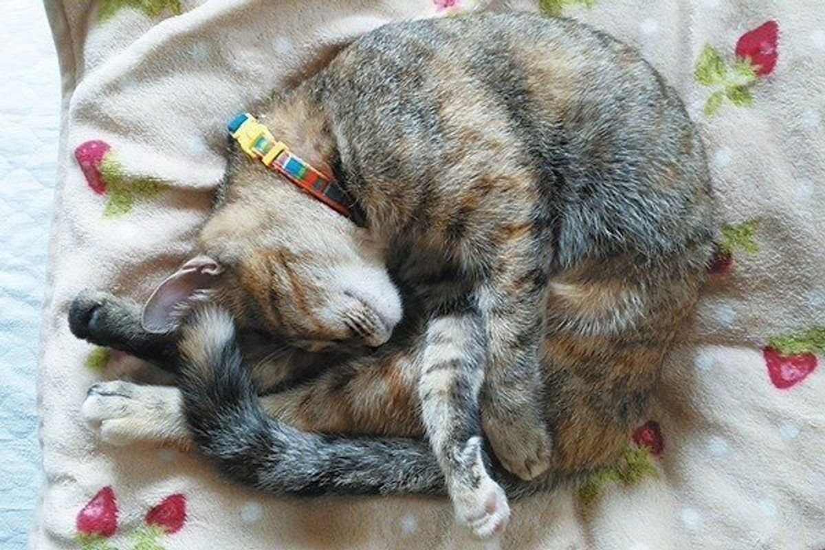 愛猫にしこり 異変かも 触って気づける怖い病気の症状3つ ねこのきもちweb Magazine 愛猫にしこり 異変かも 触って気づける怖い病気の症状3つ ねこのきもちweb Magazine