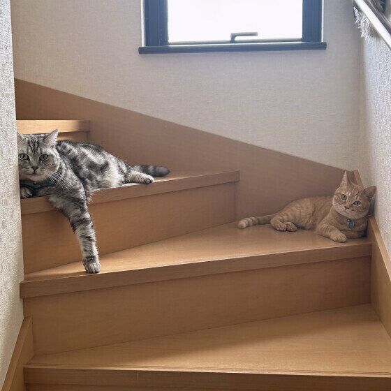 階段に寝転がるきな子ちゃん