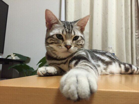 お手てがチャームポイントのアメリカンショートヘア