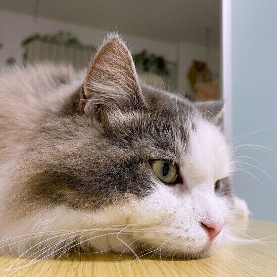 あごをつけて寝そべる猫