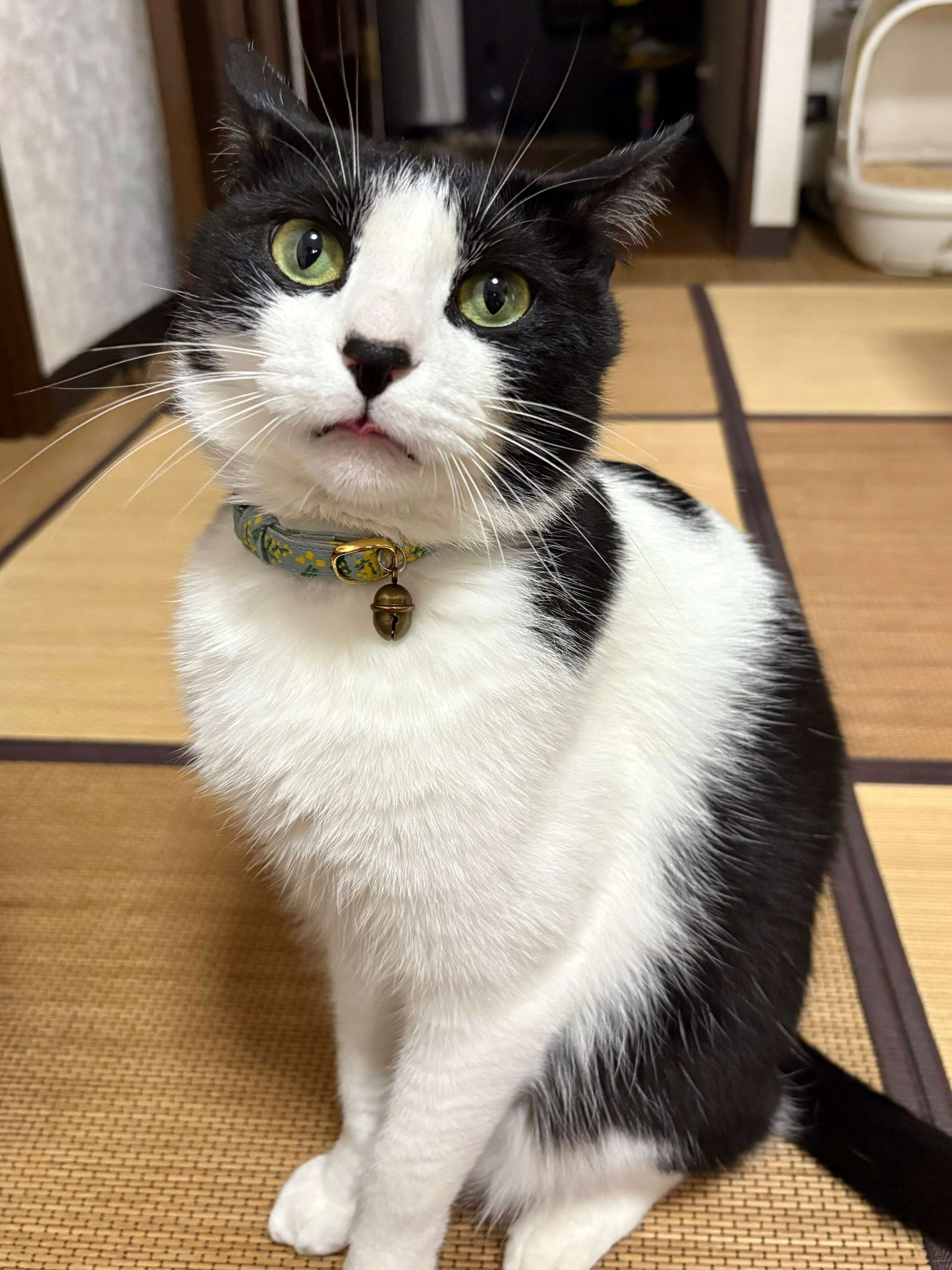 お迎え当初は「ちぐらの奥にひきこもっていた」生後約2カ月の