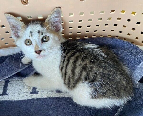 ブキくんを迎え入れたばかりのころの様子