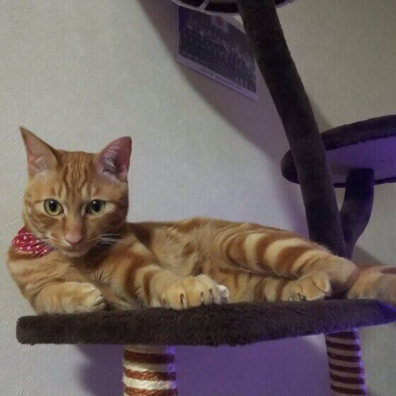 横座りするいづなちゃん