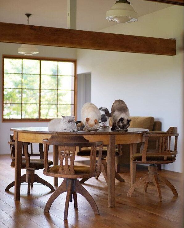 テーブルの上に乗る猫