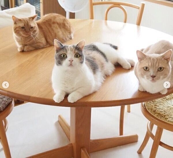 くつろぐココちゃん、ネネちゃん、ララちゃん