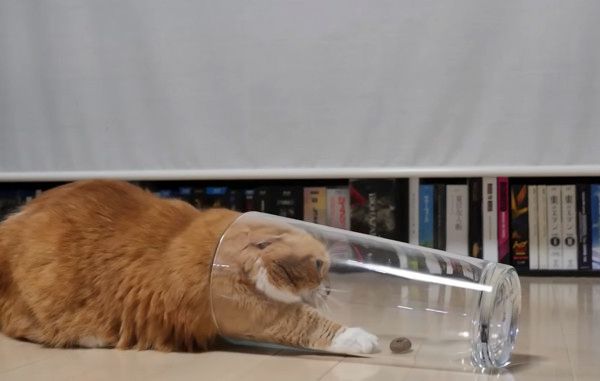 足が短くて飼い主さんに助けを求めるマンチカン