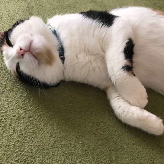 のびのびしている猫