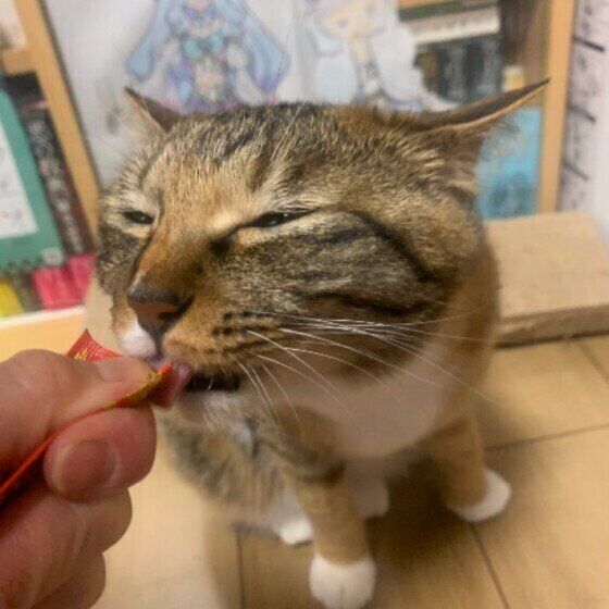 ちゅ〜るを食べる猫