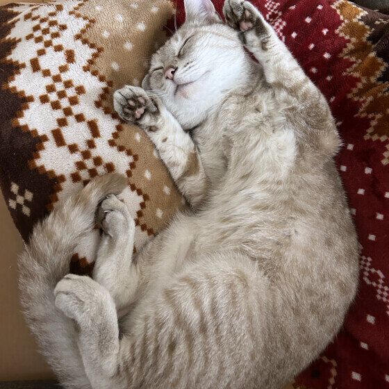 おなかを見せて眠るツナくん