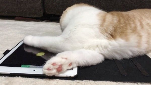 遊ぶスコティッシュフォールド