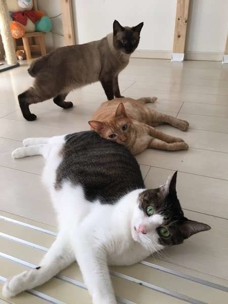 くつろぐ猫たち