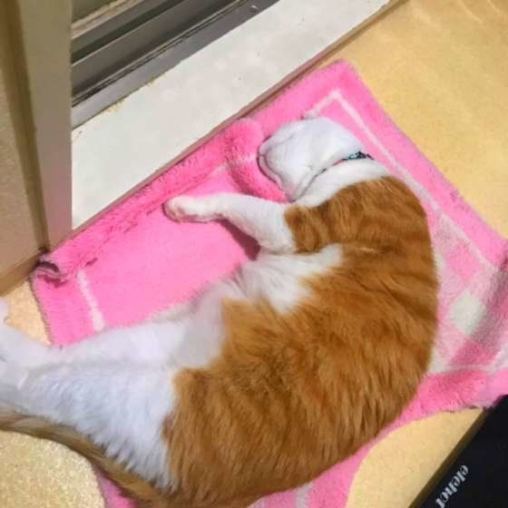 バスマットでくつろぐ猫