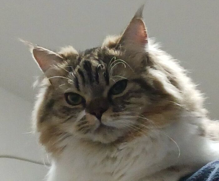 不機嫌そうに見えるランちゃん。