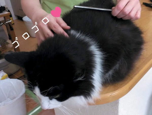 ブラッシングが大好きなノルウェージャンフォレストキャット