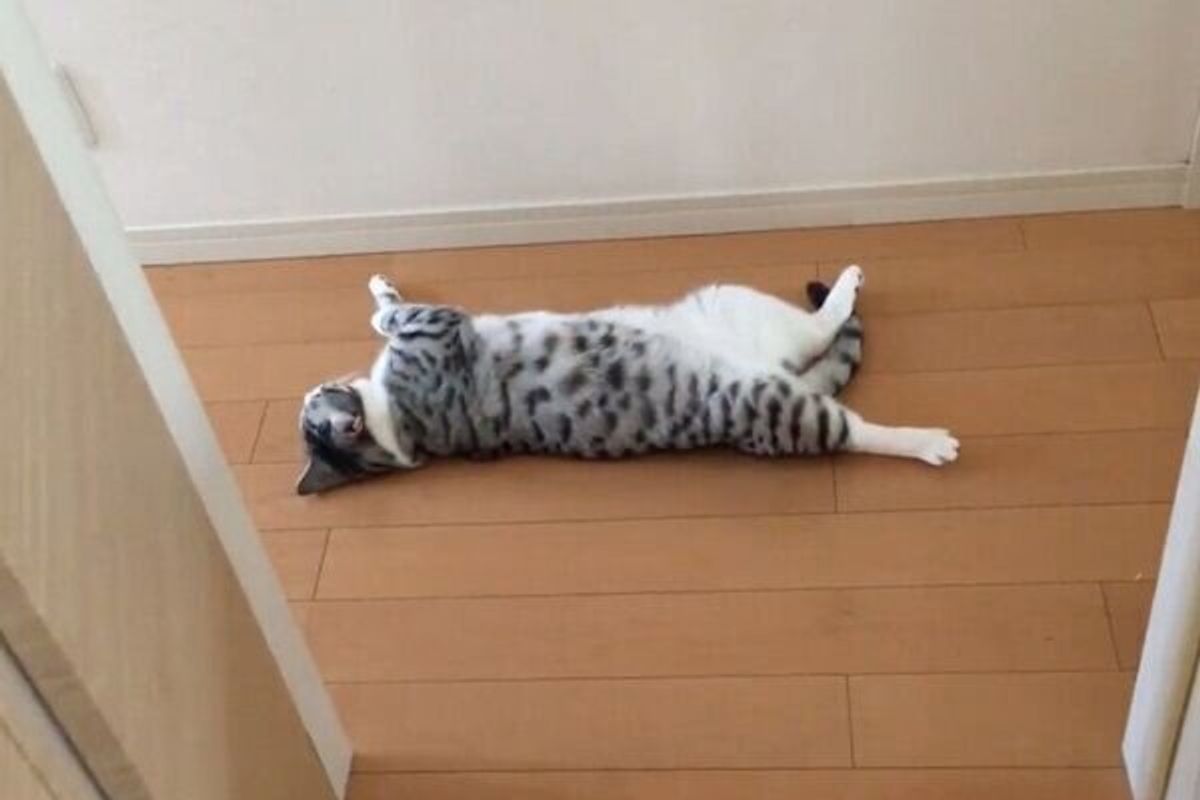 猫が落ちてる はこういうことです カメラ目線で完全リラックスモードの猫に癒される ねこのきもちweb Magazine 猫が落ちてる はこういうことです カメラ目線で完全リラックスモードの猫に癒される ねこのきもちweb Magazine