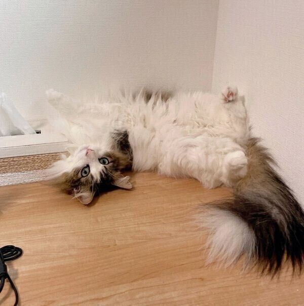 寝転ぶシィクくん