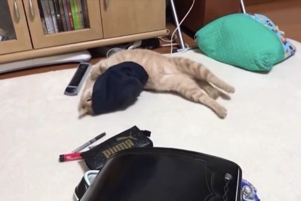 帽子大好きニャンコ