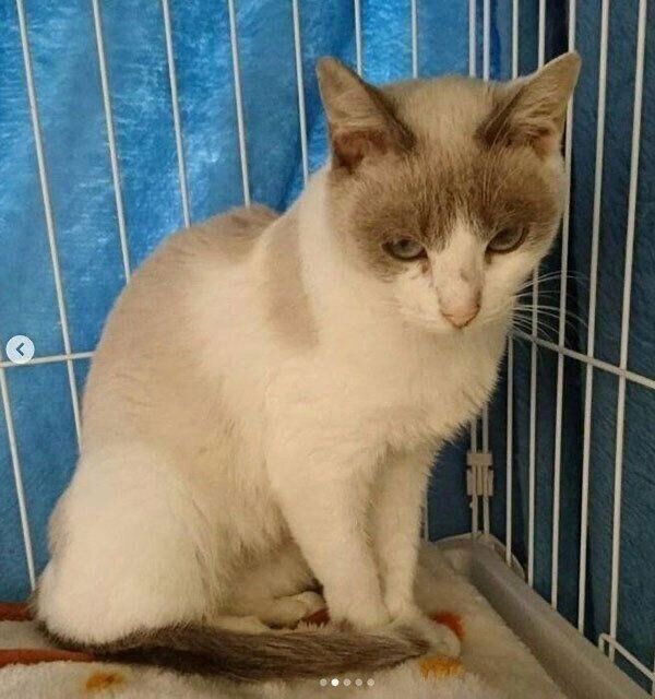 保護当時のすず香ちゃん