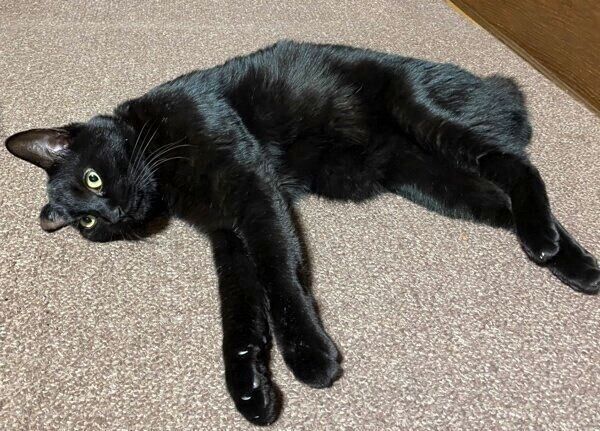 床にゴロンと寝転がるうにくん