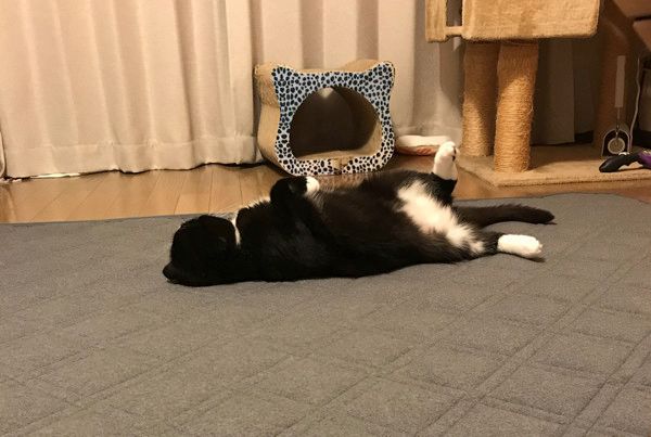 またたびで酔う猫