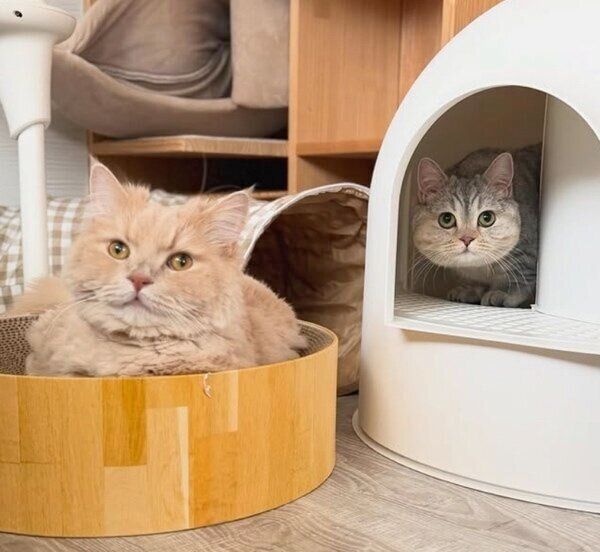 少しずつ距離が縮まってきた様子のぽこくんとももちゃん。