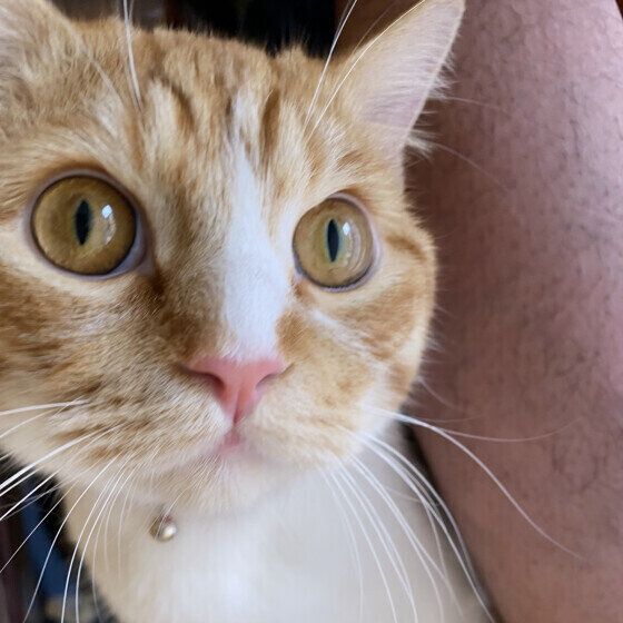 マンチカンのこたまくん