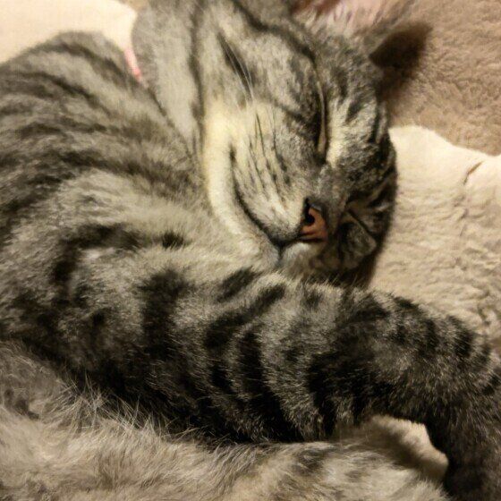 サバトラのしまくん