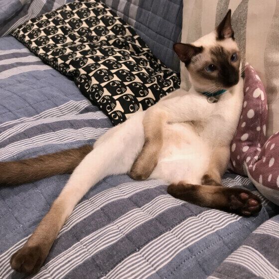 リラックスしているシャム猫