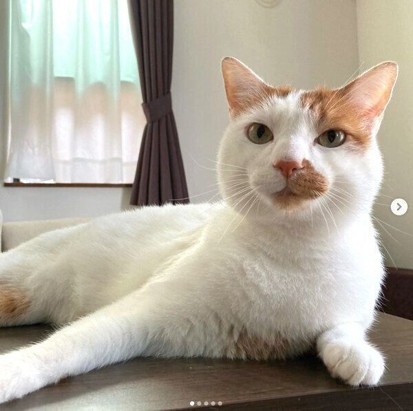 見つめるタルトくん