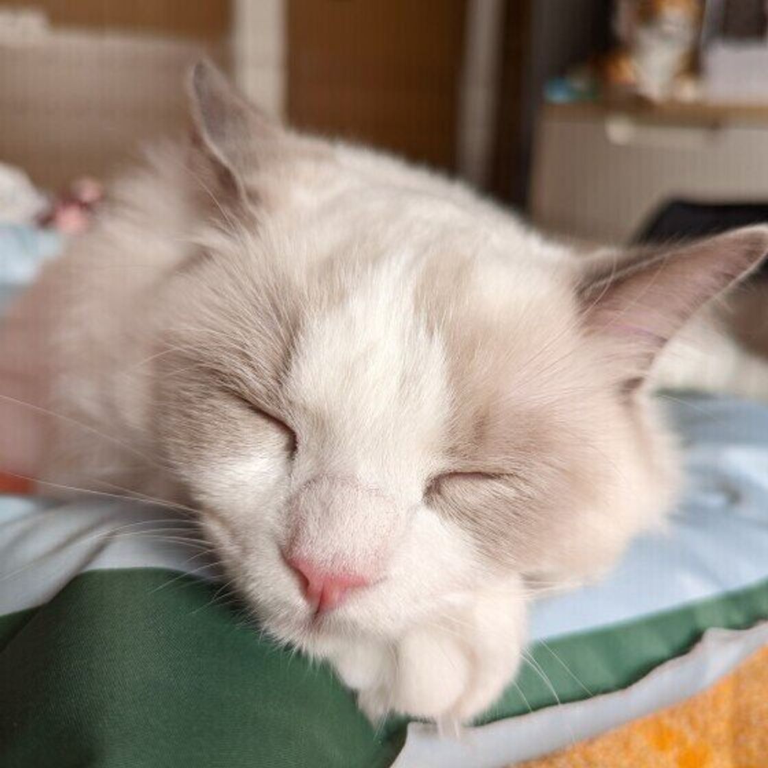 Tqz2flobdsswhm Tqz2flobdsswhm