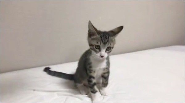 首ガクガクニャンコ