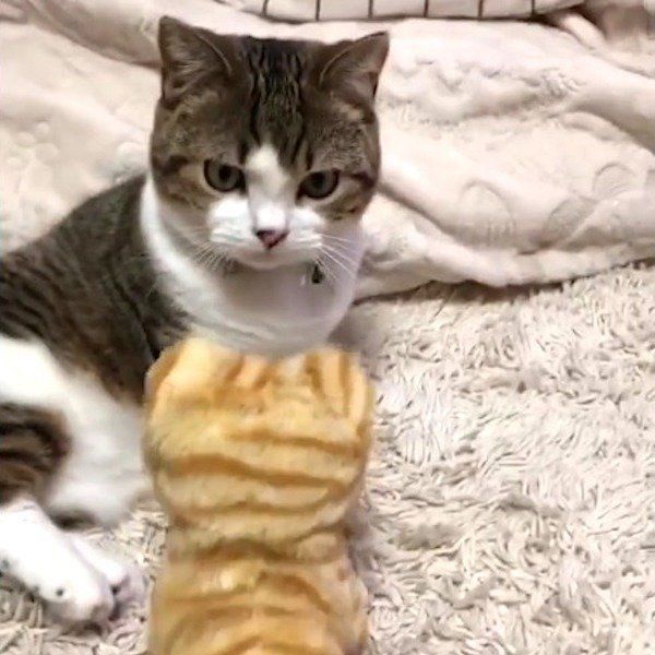 遊ぶマンチカン