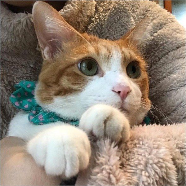 未確認生物になったニャンコ