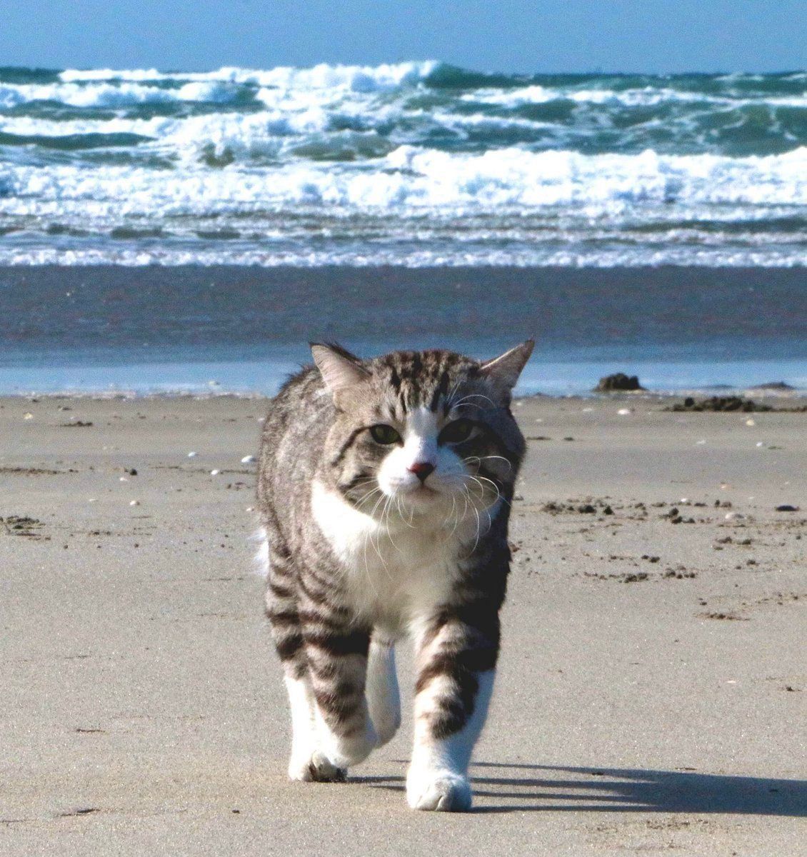 海岸を歩くニャン吉