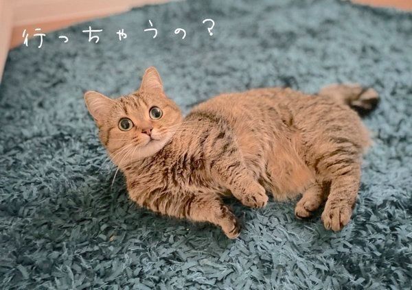 見つめるきなこちゃん