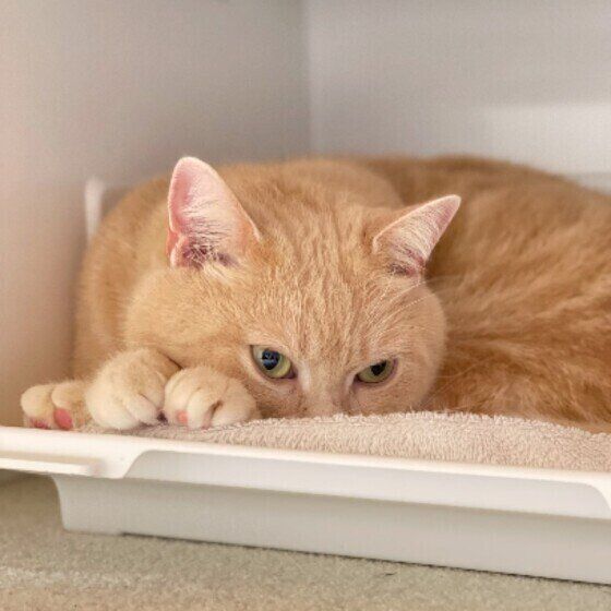 ブリティッシュショートヘアのソイちゃん