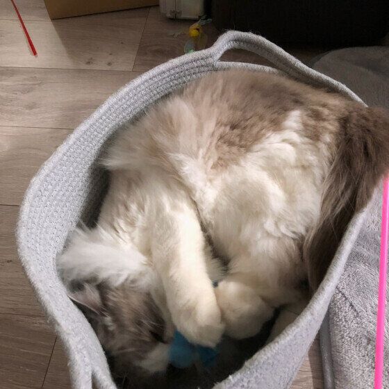 ラグドールのつくしくん