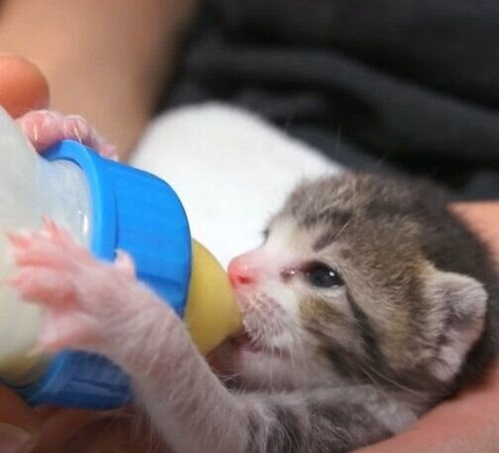 哺乳瓶をもつ小さなおててが可愛すぎる 癒し度100 な子猫のミルク飲み ねこのきもちweb Magazine 哺乳瓶をもつ小さなおててが可愛すぎる 癒し度100 な子猫のミルク飲み ねこのきもちweb Magazine