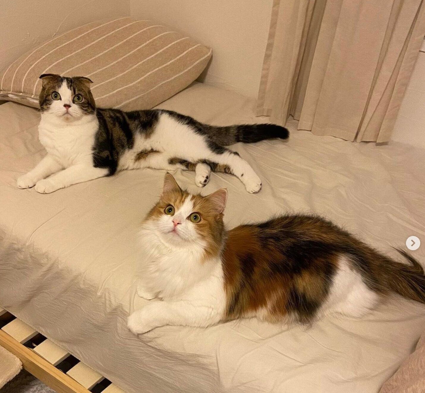 くつろぐこたろうくん、つくねちゃん