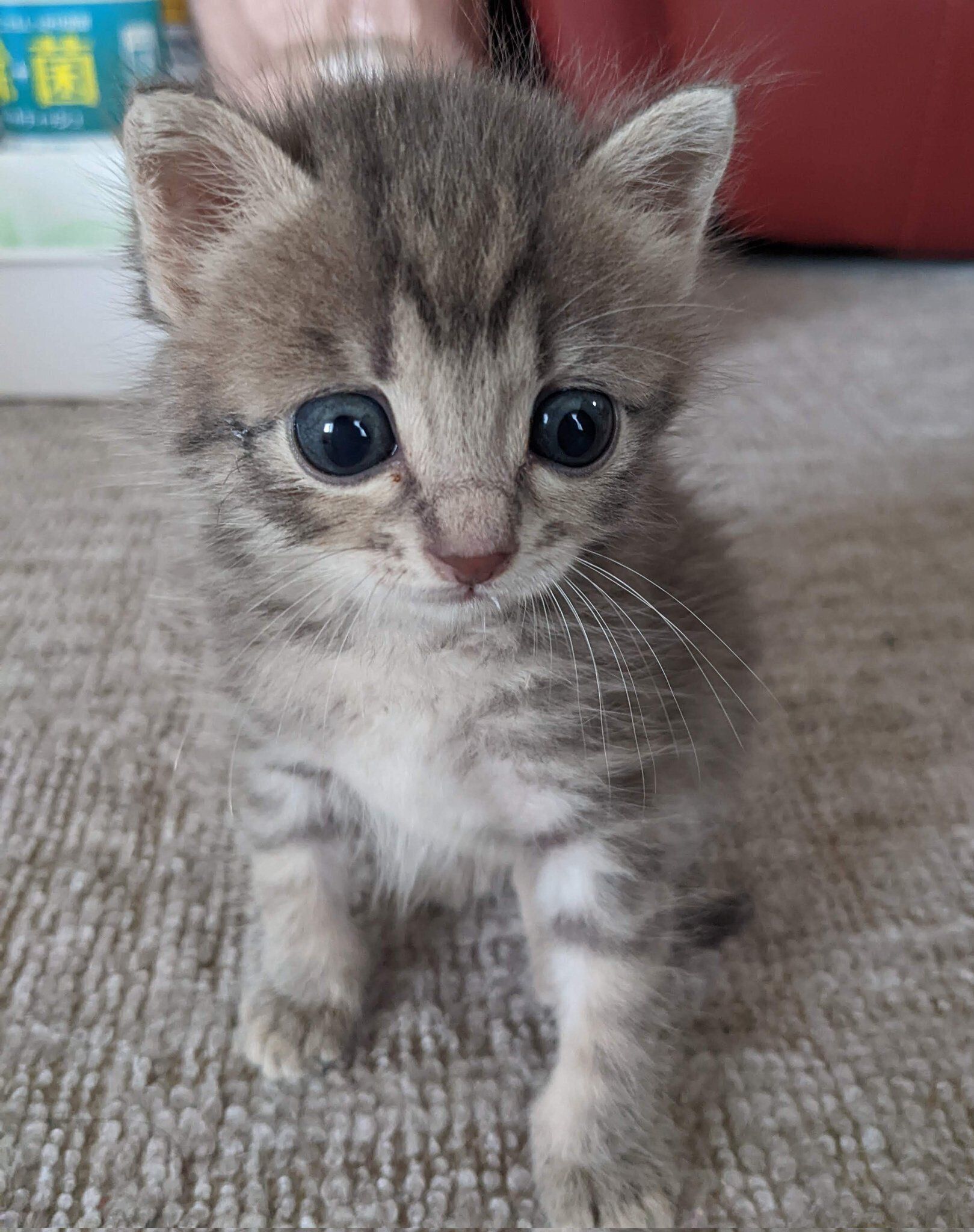 子猫 里親決定ドブに落ちてた子猫､ついに家族が決まりました\u203c︎