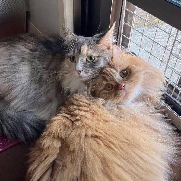 体を寄せ合う仲良しな2匹