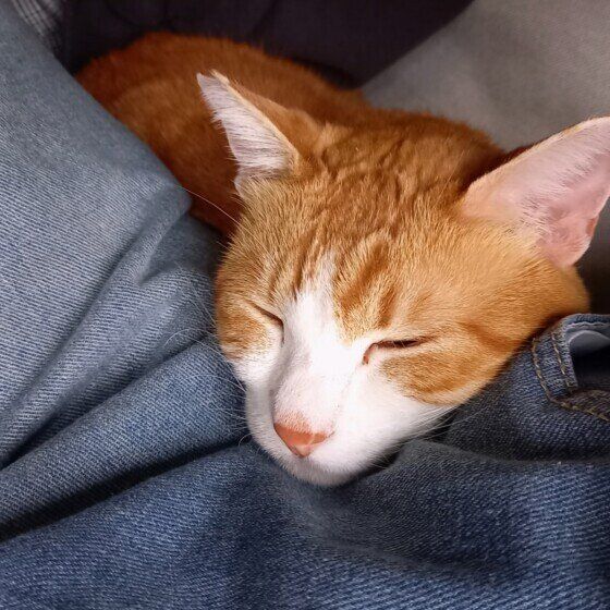 Mix（茶×白）のハヌルくん♪