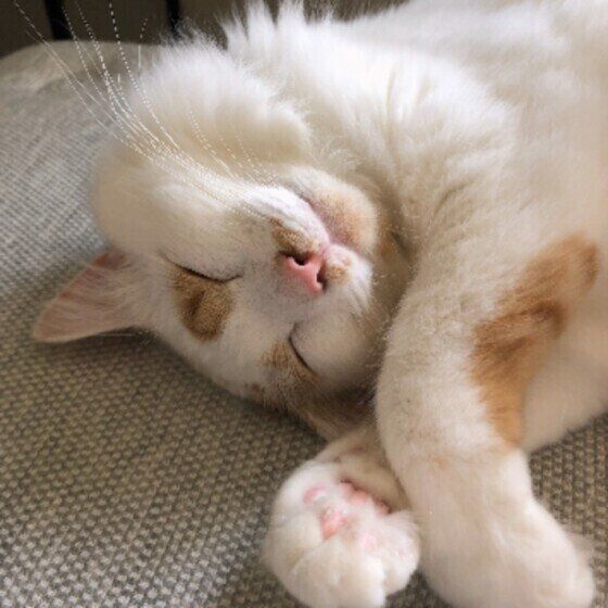 たびくん（スコティッシュフォールド）