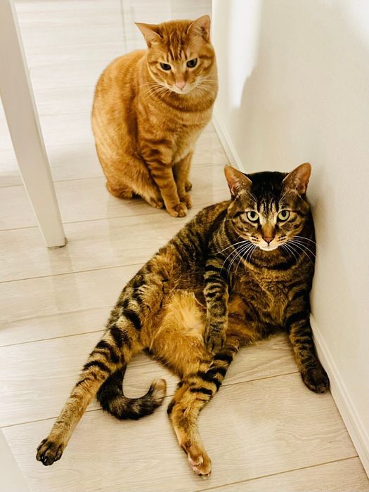 フローリングにいる2匹の猫