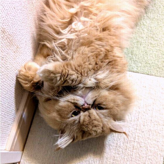 エキゾチックショートヘアのメルくん