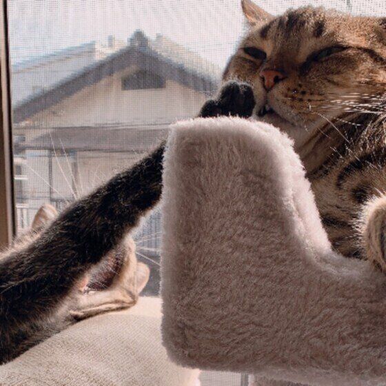 猫パンチされる猫