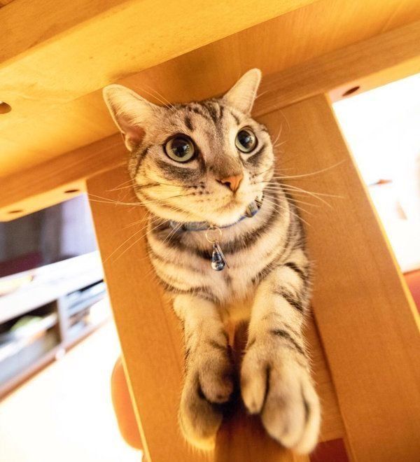 アメリカンショートヘアのパトラちゃん