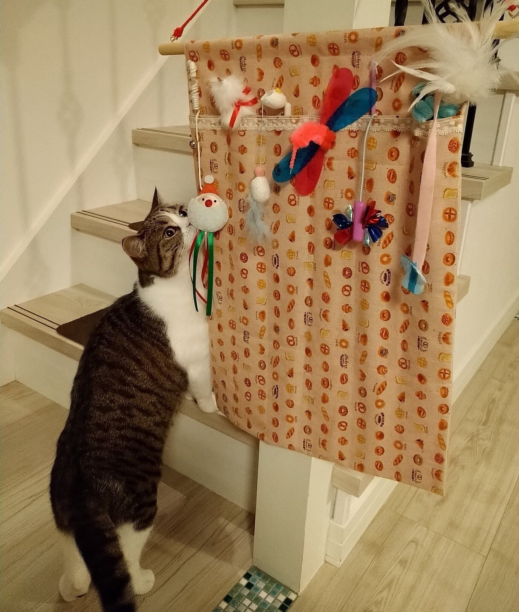 スコティッシュフォールドのてぃむちゃん