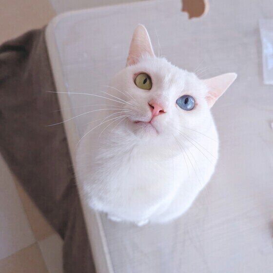 ゴハンをねだる雪月ちゃん