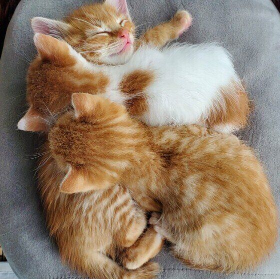 猫団子になる猫